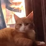KeganBrownies - @kegan_brownies_2005 - Instagram