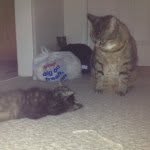 Bella And Keiko And Pablo - @keiko_bella_pablo - Instagram