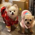 Keiko & Bella Han - @keiko_and_bella_adventures - Instagram