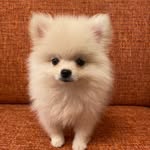 くぅちゃん - @keikoscotts - Instagram