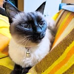 KEIKO UEDA - @rudama.shop - Instagram