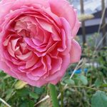 Keiko Ueda - @keiko.ueda.5836 - Instagram