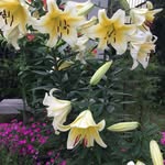 Keiko Ueda - @yff29859 - Instagram