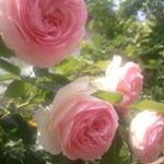 Keiko Ueda - @keiko071769 - Instagram