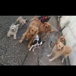 Dog Walker (Tia Keila) ❤️ - @dogwalkerkeila - Instagram