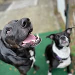 Keira & Baxter - @keira_n_bax - Instagram