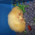 Keira Boyd - @twitch_the_hamster123 - Instagram