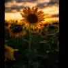 keiradoherty12 - @keira..d76 - TikTok