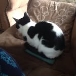 Keira Douglas - @kittykeira395 - Instagram