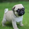 Keira douglas - @carebear0981 - TikTok