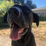 Kira Ingram - @kirasdogtraining - Instagram