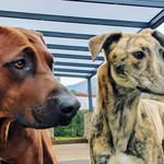 Keira, Rubio + Niankwana Enobakhare Nelson - @keira_und_eno_vom_graefenstein - Instagram