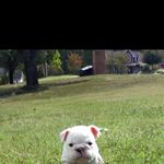 Keisha Elliott - @zeusthe_englishbully - Instagram