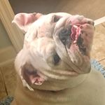 Keisha Elliott - @zuesenglishbully - Instagram