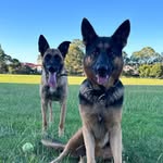 Evelyn Lardner - @keisha__germanshepherd - Instagram