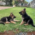 Keisha and Klaus the German Shepherds - @keisha_n_klaus_thegsds - Instagram
