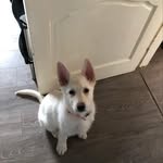 Keisha - @germanshephered_scot_keisha - Instagram