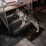 Keisha The German Shepherd - @kj_gsd - Instagram