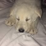 KeishaTheWhiteGermanShepard - @keishathewhitegermanshepard - Instagram
