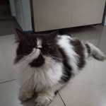keisha cat house - @keishacat_house - Instagram
