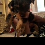 Keisha Moses Richardson - @spirit_the_pupper - Instagram