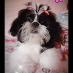 🎀Keisha Mili Muñoz Condo🎀 - @keisita_shihtzu - Instagram
