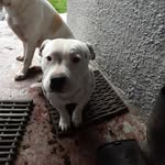 Keisha Ritchie - @keisha.murtle.ritchie - Instagram