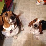 Keisha, Paisley & Samson - @a_basset_isan_asset - Instagram