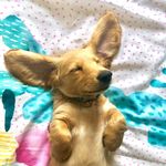 Keisha Scott - @peggy_thepooch - Instagram