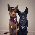 Angus and Keith 🐾 - @adventures_of_angus_and_keith - Instagram