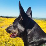 Keith Arnett - @_settledownturbo_ - Instagram