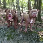 Keith Bantum - @bullybossbantum - Instagram