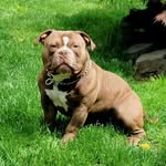 Keith Bantum - @devinelinebullies - Instagram