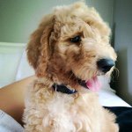 Keith Baxter Official 🐶 - @baxterthedoodledog - Instagram