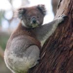 keith bob - @koalakangaroo91 - Instagram