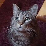 Lord Sheldon Bowie Keith - @sheldon_bowie_keith - Instagram