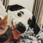 Keith Casey - @rescue.max - Instagram
