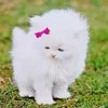 Bỏ phố về quê - @keith_chaisson.1971 - TikTok