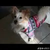 CanyousmellwhatDavidiscooking - @davidkeithchalmers - TikTok
