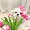 Keith Chen - @keithxchen5722 - TikTok