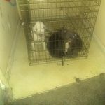 keith Childress - @dayswith_pitbulls - Instagram