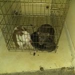 keith Childress - @world.ofpitbulls - Instagram