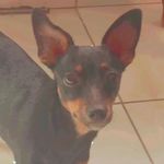 @keith__correapet - Instagram