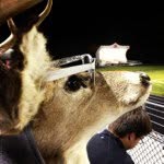Keith - @keiththedeer - Instagram