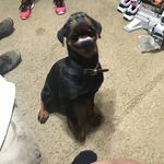 Keith Dillard - @gusdarottie - Instagram