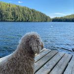 Keith Hampson - @caninebff - Instagram