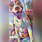 📍Pits Hercules é keithy🐶 - @pithercules2 - Instagram