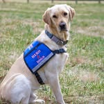 Hero Dogs Keith - @herodogskeith - Instagram