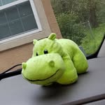 Keith the Hippo - @keiththehippo - Instagram
