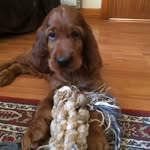 keith - @keithirishsetter - Instagram